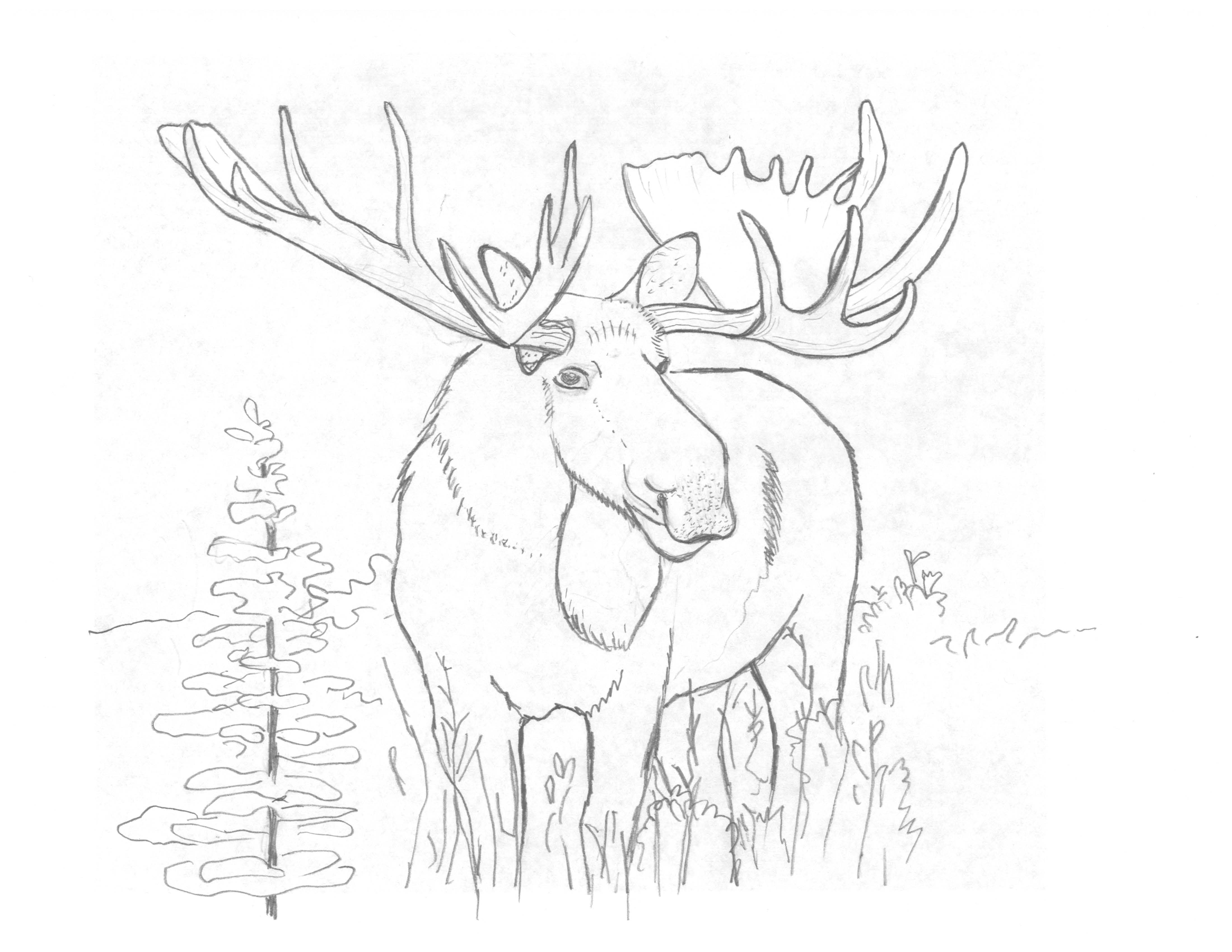 free printablebear and moose coloring pages