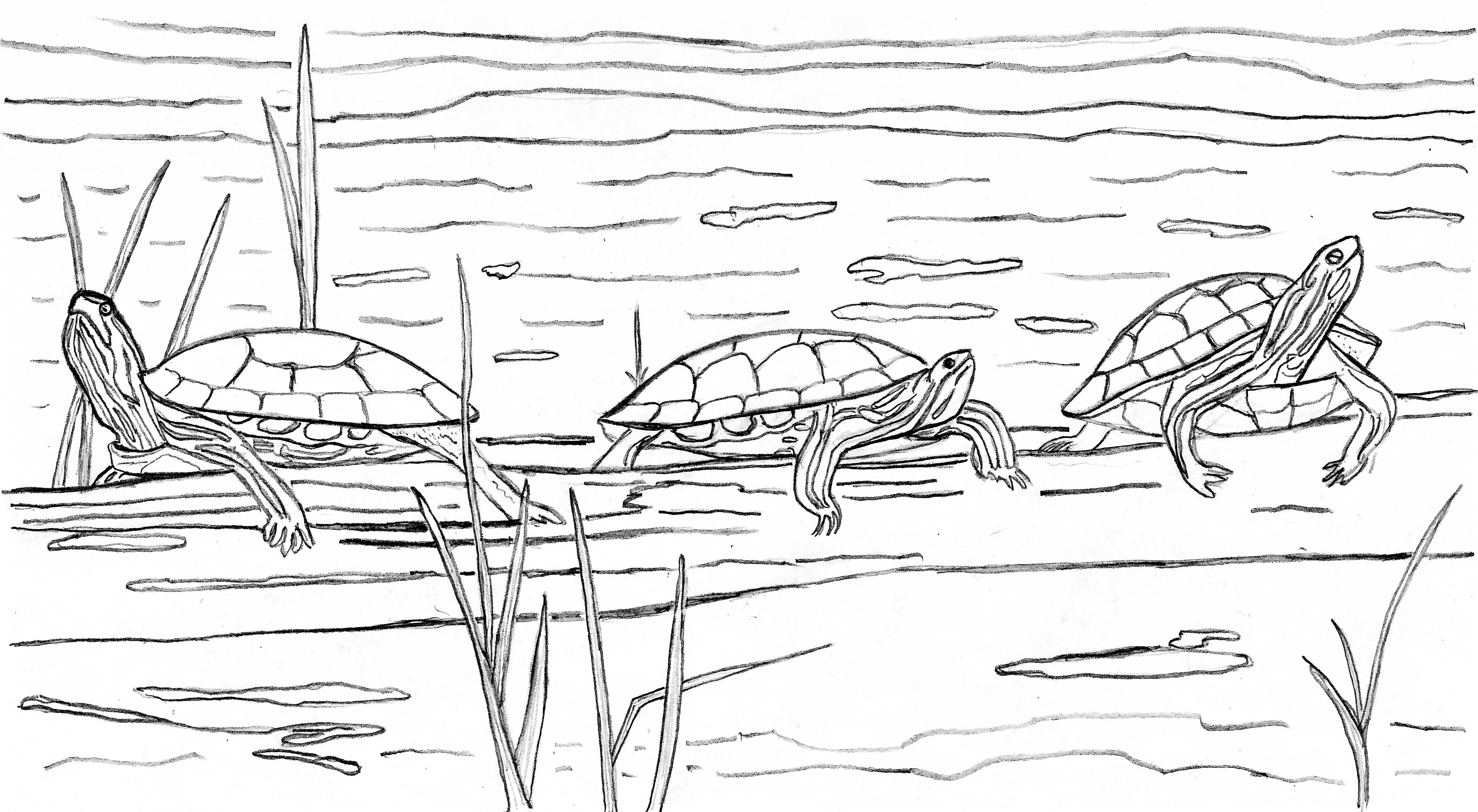 turtle and frog coloring pages