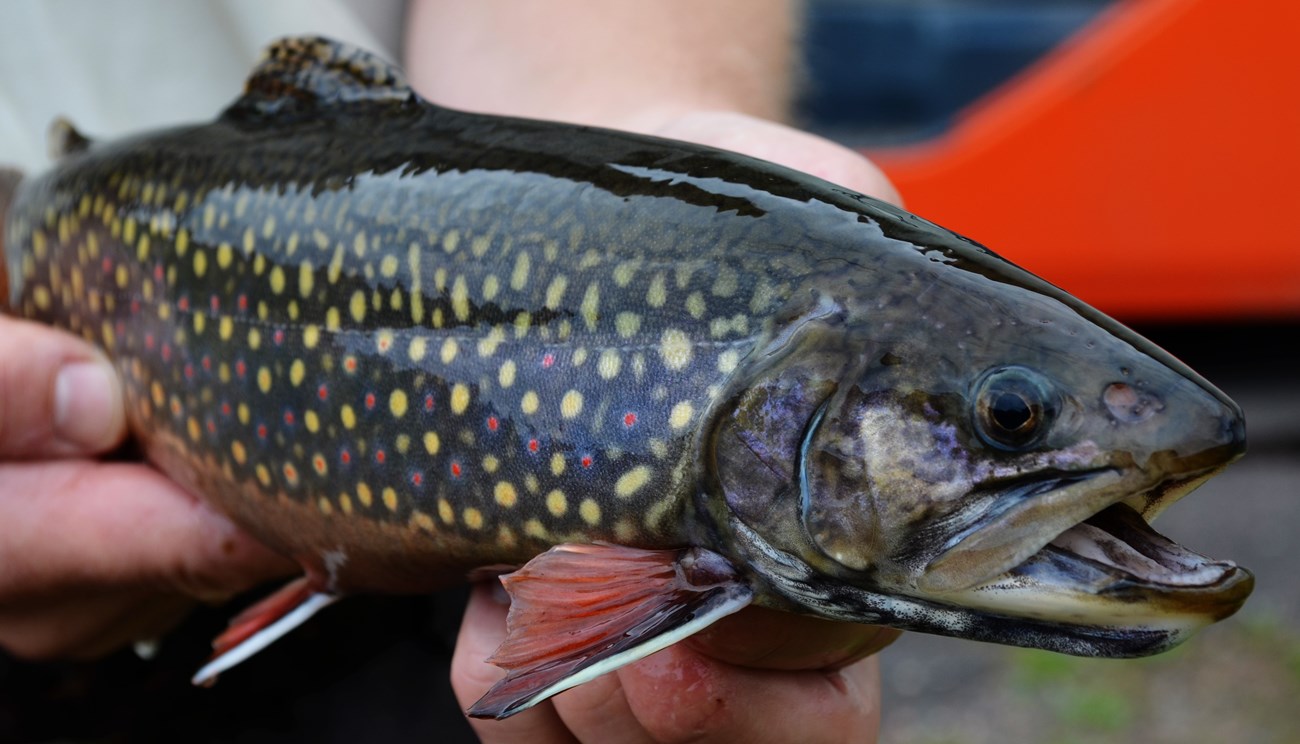Dark fish with yellow and red spots, held by two hands.