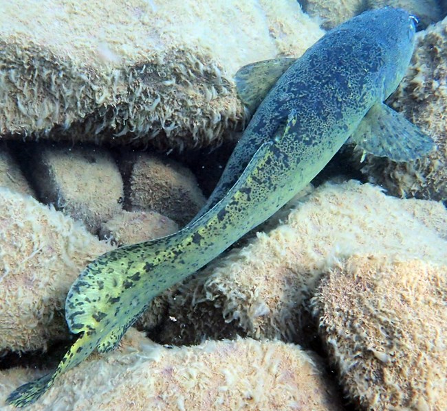 A mottled green fish swimming over algae-covered rocks.
