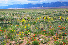 HABITATS: Wildflower Hunting in the Sand Dunes — Superfolk