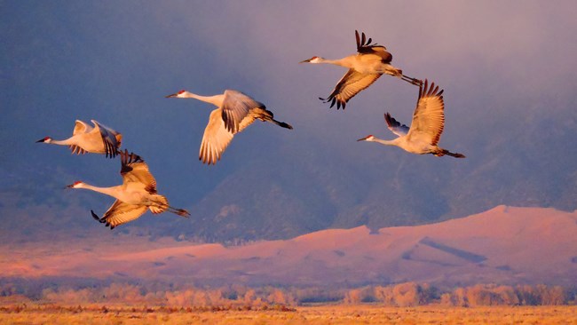 Sandhill Cranes Flying in front of the Dunes