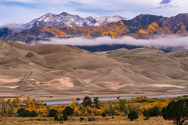 Dunes in Fall with Gold Aspens and Cottonwoods and Snowy Cleveland Peak