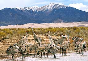 Introduction to Plants of Great Sand Dunes (U.S. National Park Service)