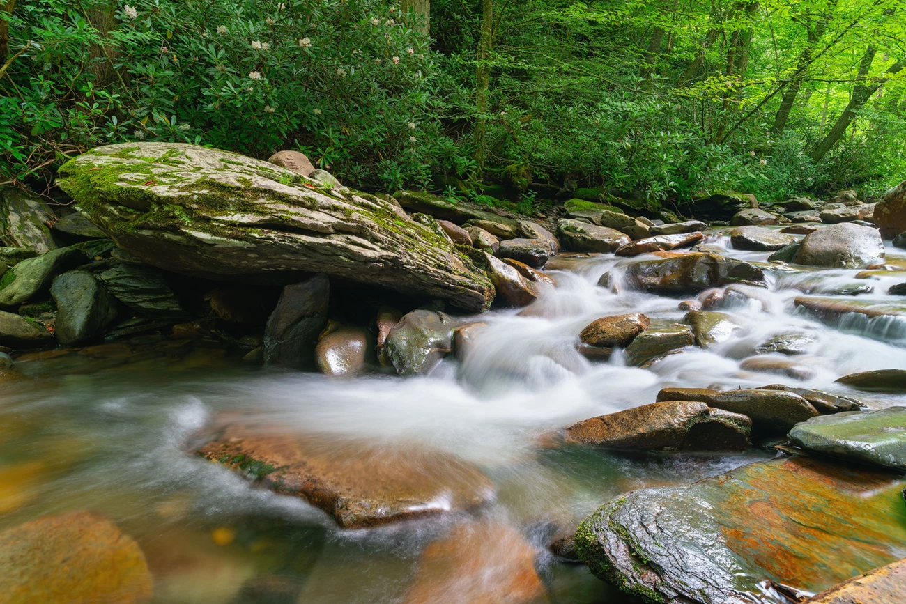 Smokies Stream A stream flowing over medium and large rocks. Green trees and shrubs line the water's edge.