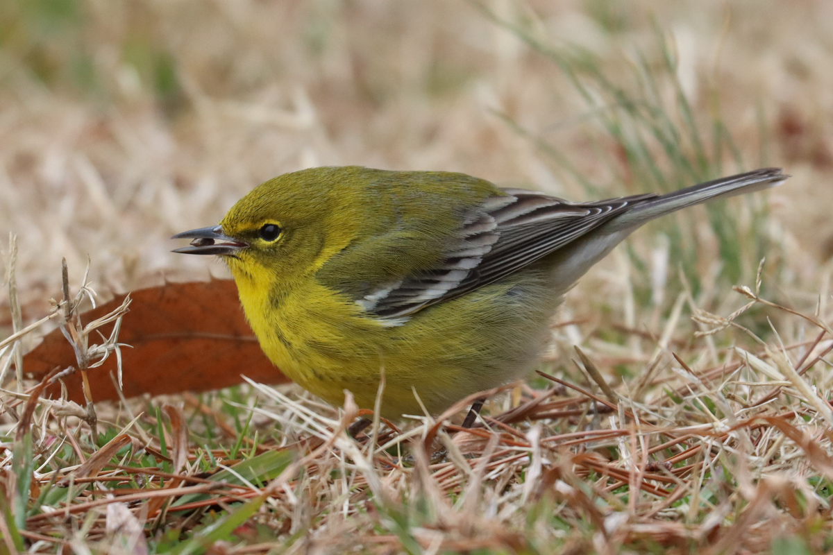 Discover Birds: Tennessee Birds