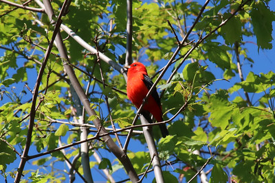 Scarlet Tanager Identification, All About Birds, Cornell Lab of Ornithology