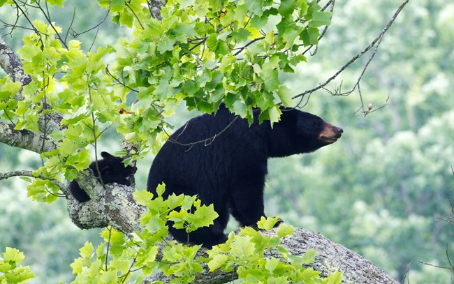 Cub and mother bear in a tree.
