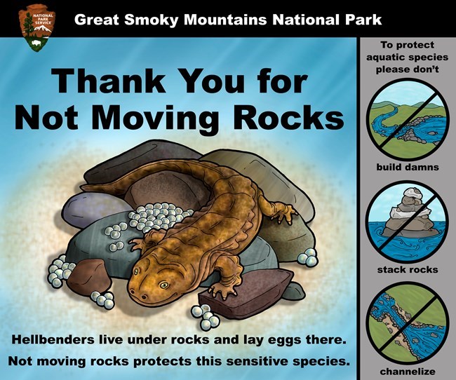 Hellbender with eggs sign saying: thank you for not moving rocks, hellbenders live under rocks and lay eggs there. Not moving rocks protects this sensitive species. To protect aquatic species please don't build damns, stack rocks, or channelize.