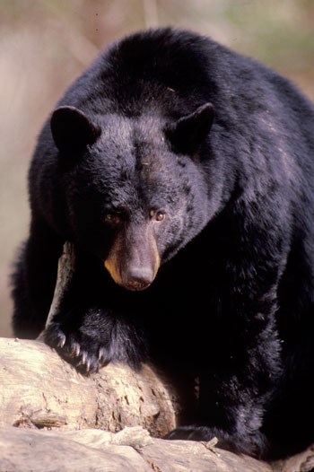 Black Bears  Internet Center for Wildlife Damage Management