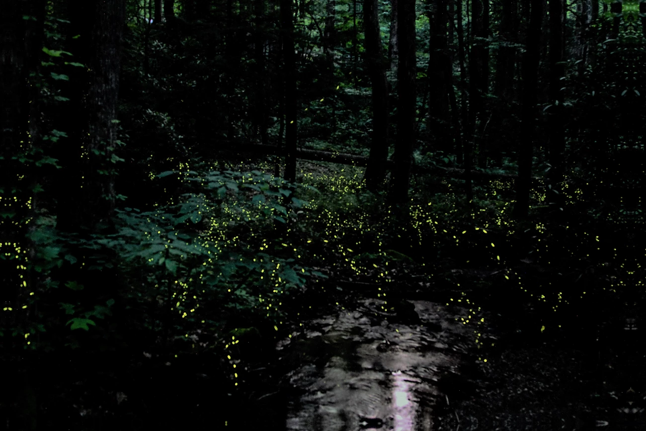 Synchronous Fireflies Over a Creek Synchronous fireflies flashing in the forest