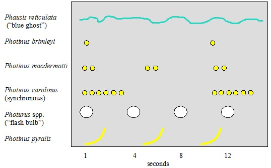 Firefly Flash Pattern Diagram A diagram showing flash patterns of fireflies over time. Species include: Phausis reticulata (blue ghost), photinus brimleyi, photinus macdermotti, photinus carolinus (syncronous), Photurus spp. (flash bulb), photinis pyralis