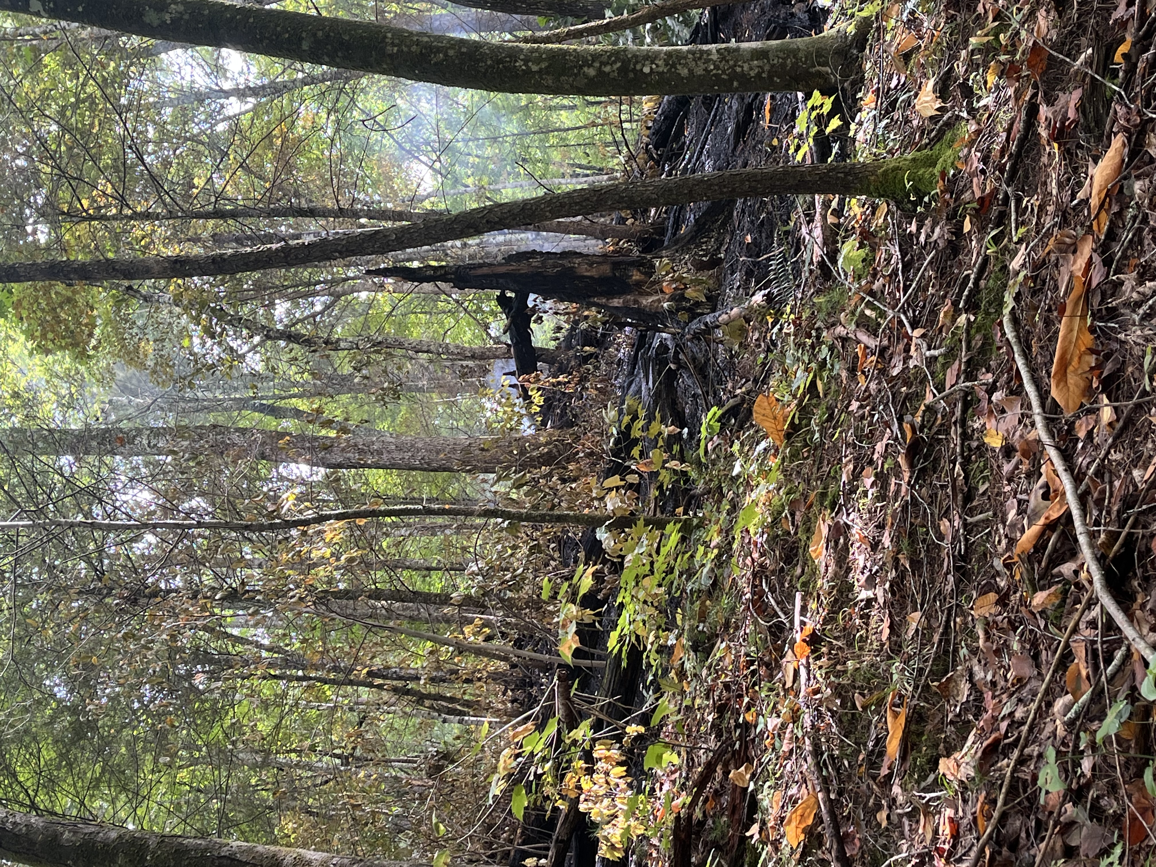 Flint Gap Fire line. Some burned trees and plant material under trees with green leaves. Small plumes of smoke over part of the burned area.