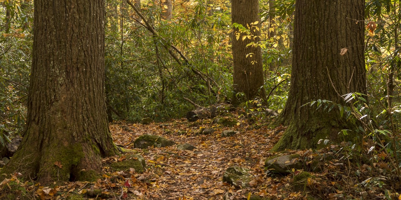 Large trees line a leaf-covered trail in fall.