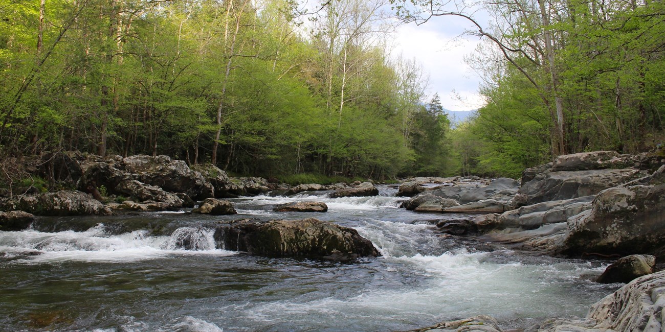 A creek with large boulders framed by green trees in early spring. A mountain peaks between trees in the distance.