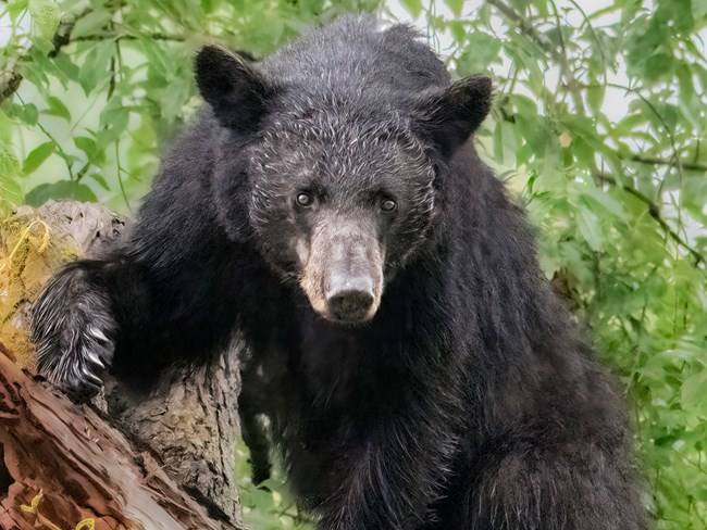 Bear in a tree.
