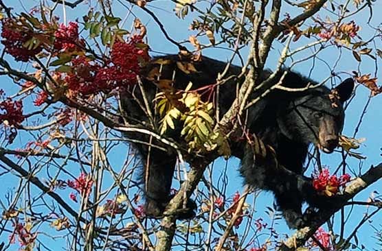 A black bear eating American mountain ash berries at Clingmans Dome. Oct. 3, 2011.