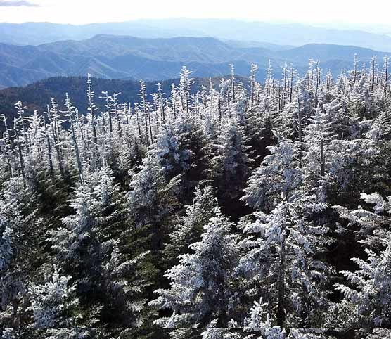 A heavy hoar frost covering trees.