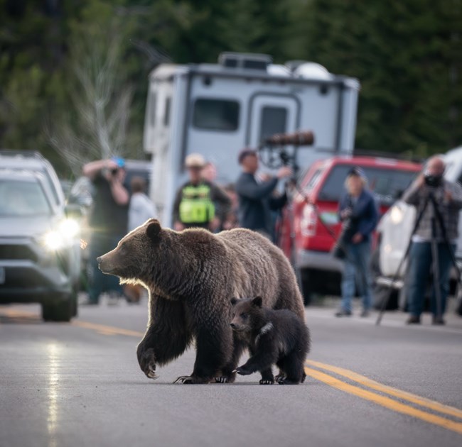 A grizzly bear and cub utilize a crossing bracket, visitors maintaining distance on either side.