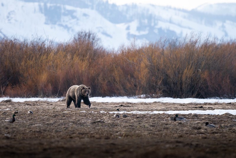 A grizzly bear walks amongst snow through an open meadow in Willow Flats