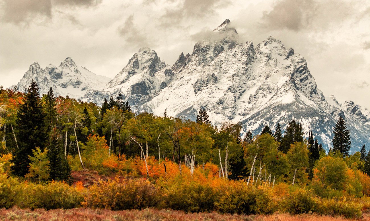 Aspens and shrubs start the change from summer green to fall orange below the snow covered rockfaces of the Teton Range.