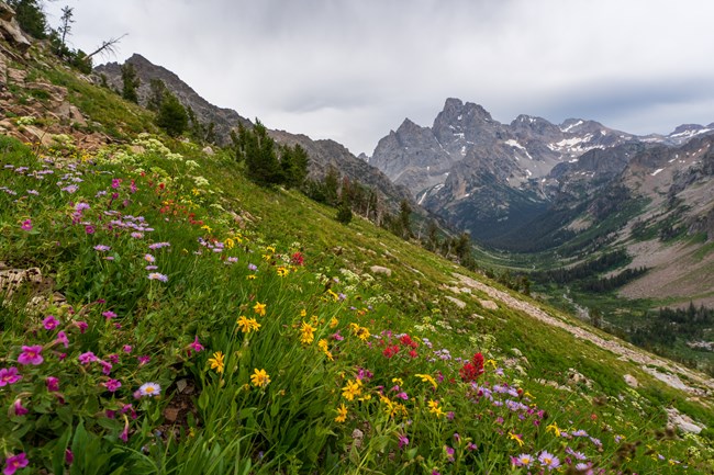 Multiple species of wildflowers blanket an alpine slope high above a stream flowing through a mountain canyon. These plants may be impacted by the projected changes in climate.