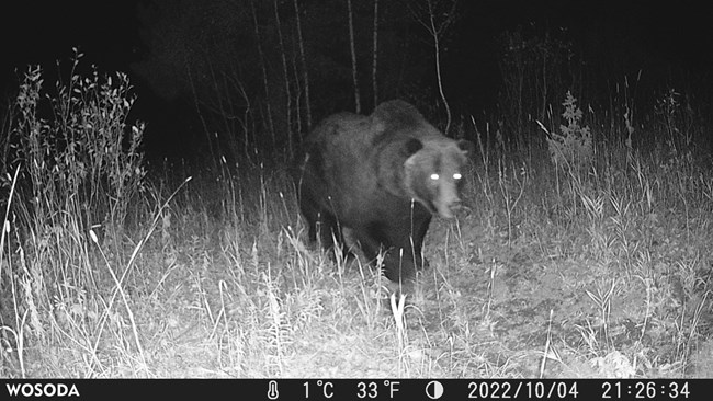 At night, an infrared trail camera captures a grizzly bear wandering past