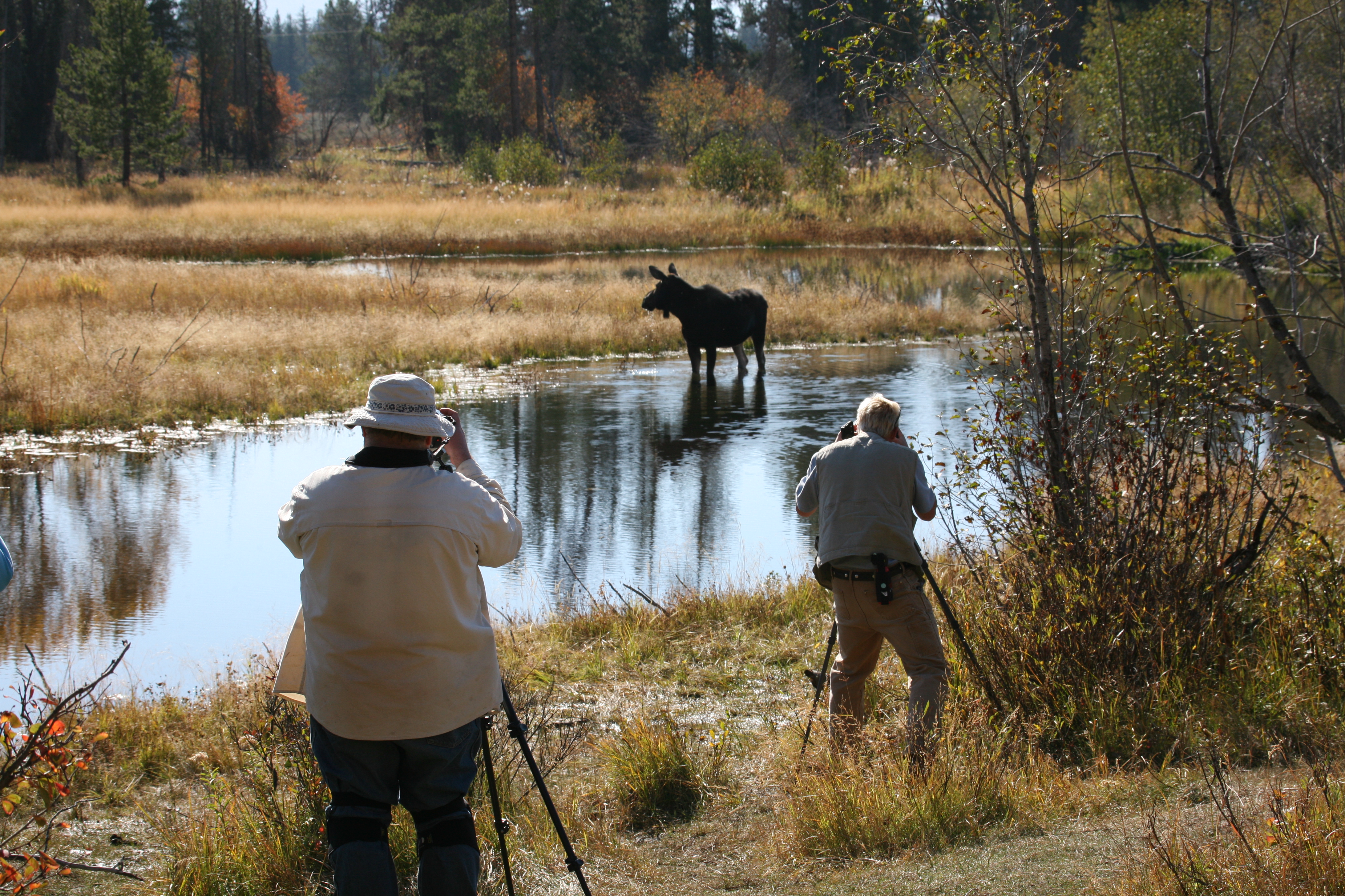 Wildlife watching. Пруд Лось. Вещи для дикой природы. Jackson hole animal Shelter. Join in Wildlife Tours – присоединиться к туру по дикой природе.