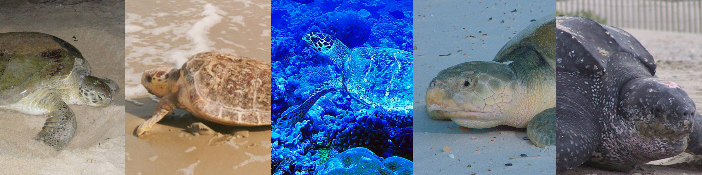 Hawksbill Turtle, Sea Turtles, Species