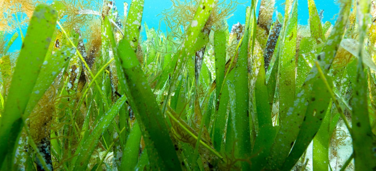 Seagrass - Gulf Islands National Seashore (U.S. National Park Service)