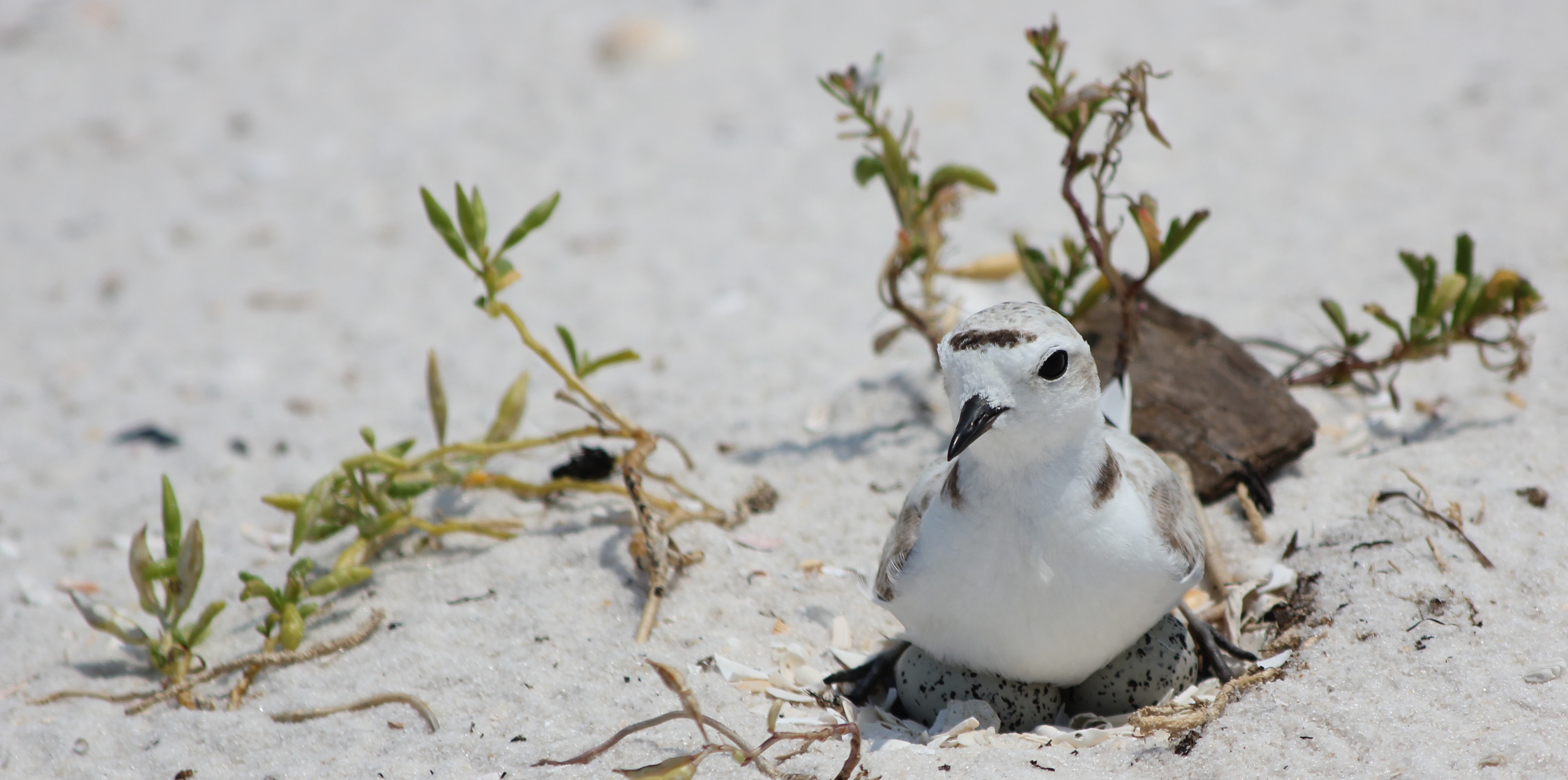 A shorebird sits on black spotted eggs