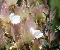 Many beautiful shrubs are found in Guadalupe Mountains National Park.