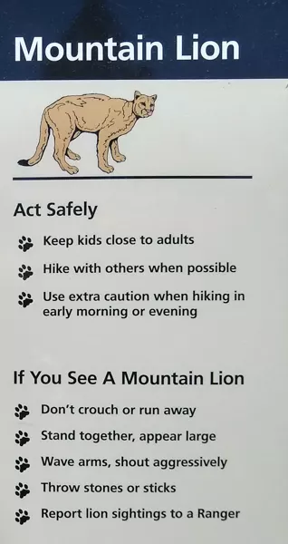 Understanding Mountain Lions When Hiking 