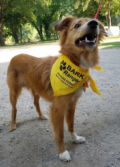 Young ginger color dog wearing a yellow BARK Ranger bandanna