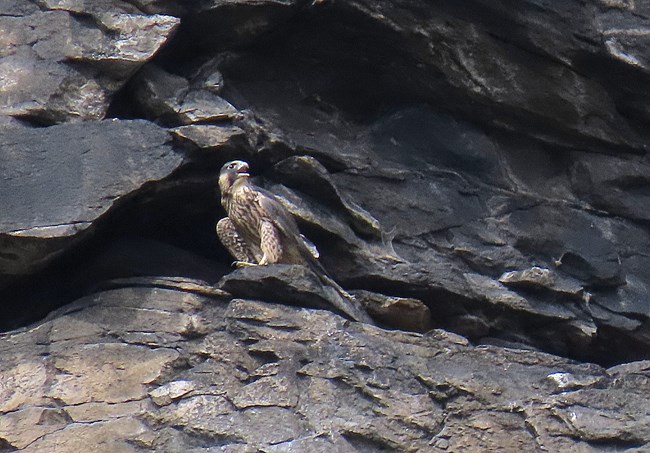 A female fledgling gray bird with brown stripes on its belly and legs perches on a rock with her beak slightly open.