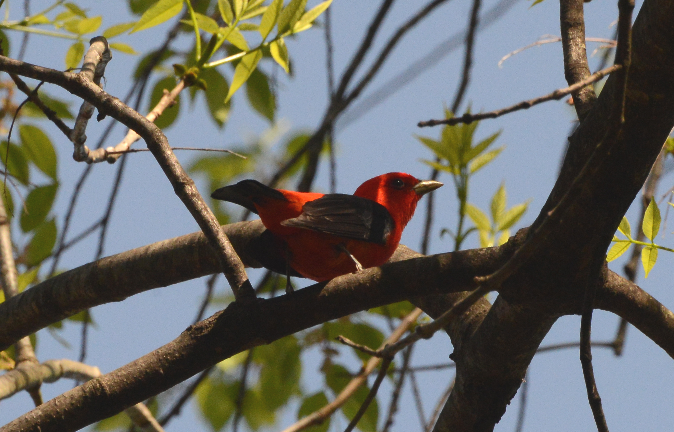 Scarlet Tanager Identification, All About Birds, Cornell Lab of