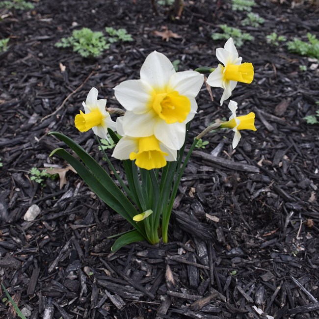 White and yellow daffodils at Hamilton Grange.