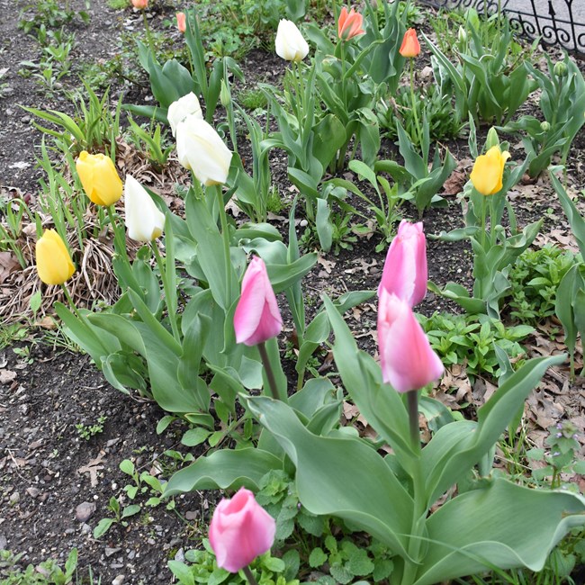 yellow, white, pink, organge, and yellow tulips at Hamilton Grange