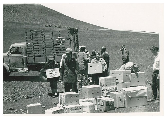 Maui Boy Scouts unloading boxes containing nēnē to take to Palikū in 1962 during their reintroduction on Maui. Nēnē had originally disappeared from Maui by the 1890s.