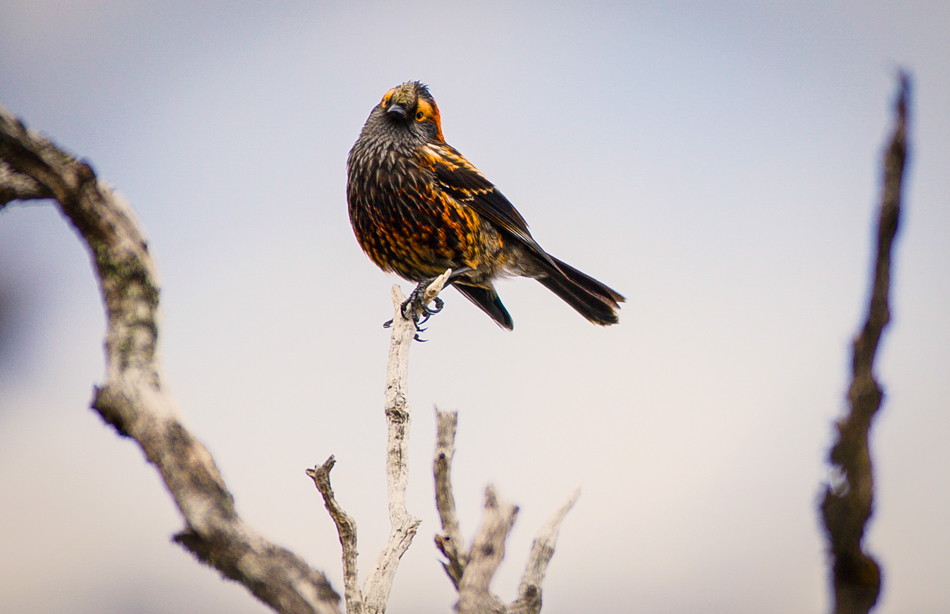 A brown and orange bird sits on a branch facing the camera