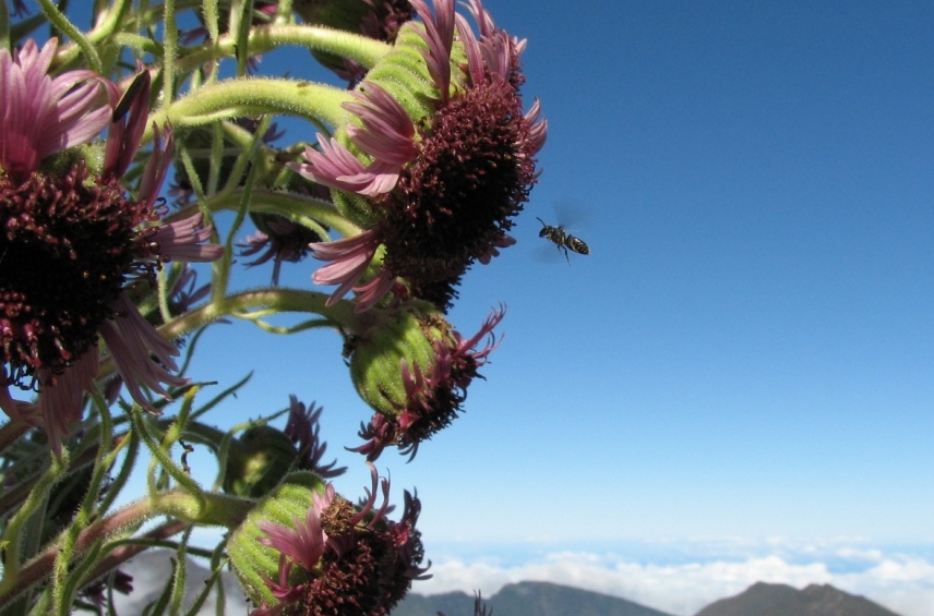 bees and silversword 