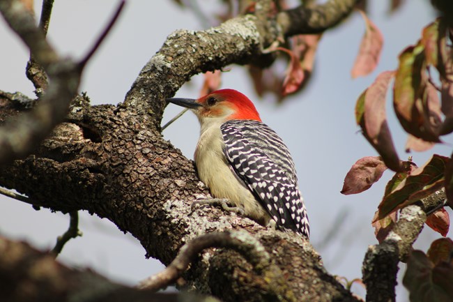 Red-bellied Woodpecker in a tree on the farm side at Hampton.