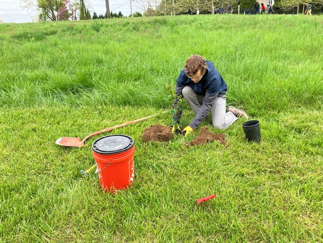 Volunteer planting a tree at HAMP during National Park Week 2024