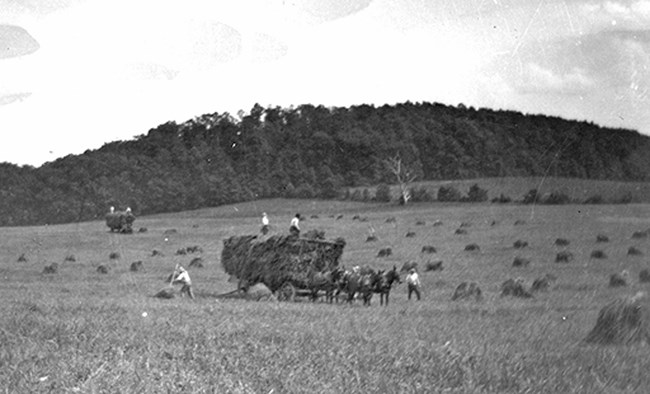 Haying in a field near Hampton 1915