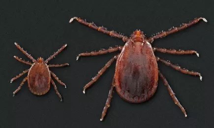 2 identical dog ticks' side by side, the only difference is the one on the right is larger, this is the invasive tick.