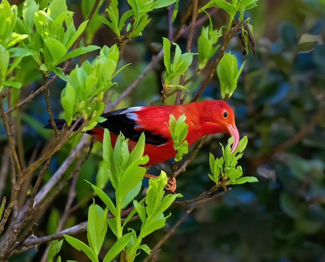 Red bird drinking nectar from flower.