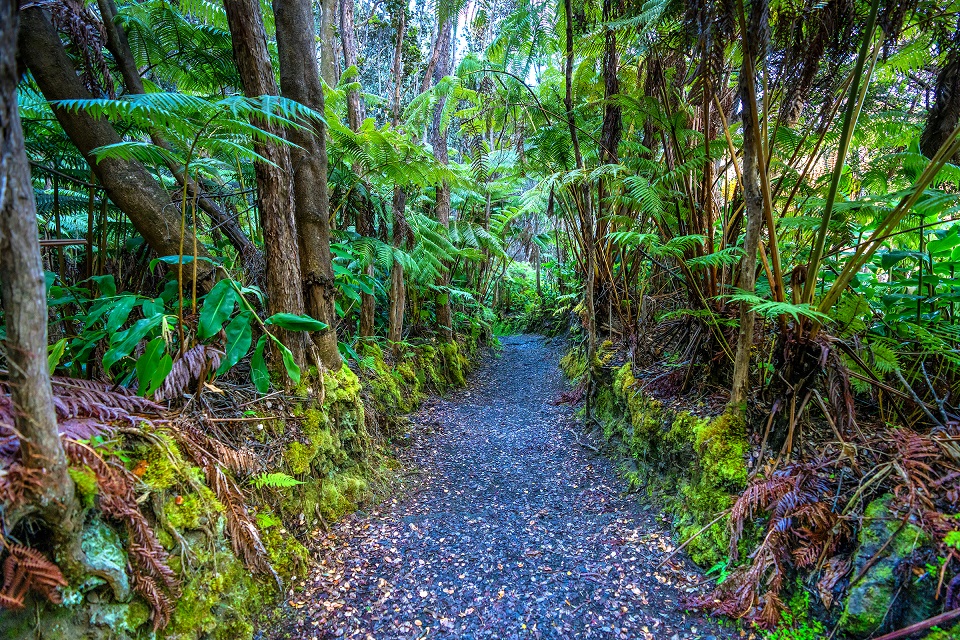 9601-HAVO_20240804_Halemaumau Trail_J.Wei A shady unpaved trail through a lush green forest
