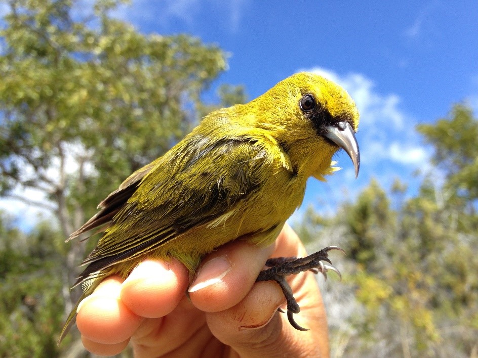 Yellow Amakihi bird being held in a human hand