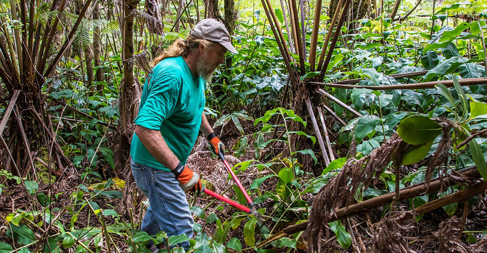 Stewardship at the Summit: a local resident removes invasive Himalayan ginger from the park