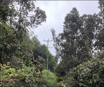 View of power lines in a densely forested area